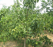 核桃樹(shù)粉碎機多少錢(qián)一臺