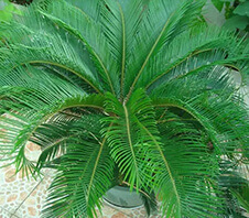 鐵樹(shù)粉碎機多少錢(qián)一臺